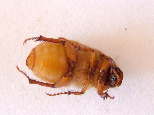 Amphimallon sp.